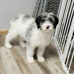 Sadie - Merle female Goldendoodle puppy in Lisbon, Ohio from Willow Lane Doodles