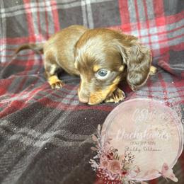 Dachshund Puppies from CSW Dachshunds