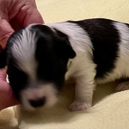 Boy 1 - Black and white Havanese puppy in Athens, Alabama from Sunsation Havanese