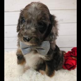 Mousse - Blue merle and white male Sheepadoodle puppy in Farley, Iowa from Iowa's Doodle Co.