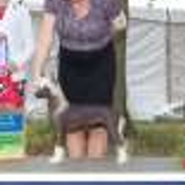 Chinese Cresteds and Xoloitzcuintli from Calliope Kennels