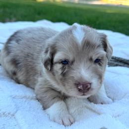Hottie - Red merle female Australian Shepherd puppy in Texas from Legendary Canines