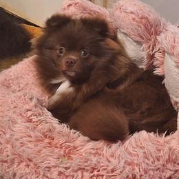 Chocco - Chocolate male Pomeranian puppy in Oologah, Oklahoma from GG's Pomeranians