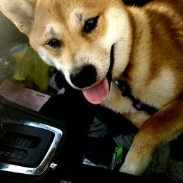 Shiba Inu from Sunflower Shiba Breeding Program