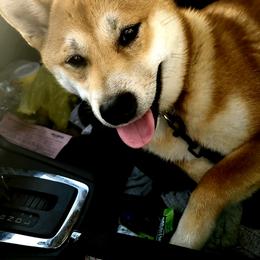 Shiba Inu from Sunflower Shiba Breeding Program