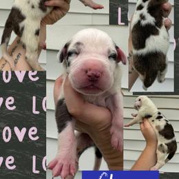 CHEVY - Brindle male Great Dane puppy in Wellsville, New York from Prophecy Danes