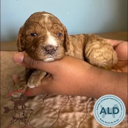 Green Collar Girl - Caramel red female Australian Labradoodle puppy in Hagerstown, Maryland from Westfields Labradoodles