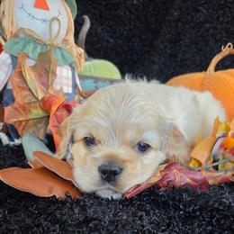 Donut - Buff male Cocker Spaniel puppy in Greers Ferry, Arkansas from Lake Area Cuddly Cockers