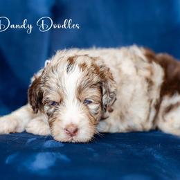 Aussiedoodle Puppies from Dani's Dandy Doodles