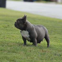 Pebble - French Bulldog