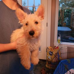 Scottish Terrier Puppies from Nicole's Scottish Terriers