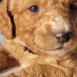 Aussiedoodles, Australian Shepherds, and Poodles from Foothill Aussies