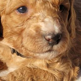 Aussiedoodles, Australian Shepherds, and Poodles from Foothill Aussies