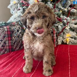 Noah - Merle male Goldendoodle puppy in Norman, Oklahoma from Wilson Family Companions