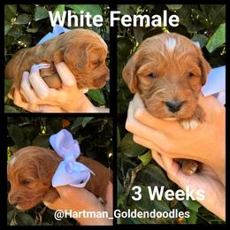 White - Red  female Goldendoodle puppy in Upland, California from Hartman Goldendoodles