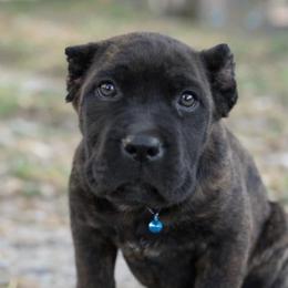 Boy 7 - Chestnut brindle male Cane Corso puppy in Sandia, Texas from OneTime Cane Corso