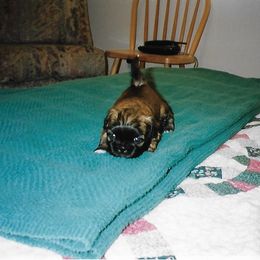 Shih Tzu Puppies from Shih Tzu Dreams Come True