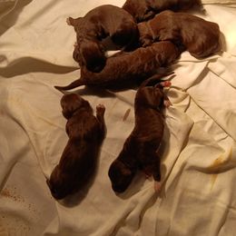Male - Liver male German Shorthaired Pointer puppy in Laporte, Minnesota from Northern Odyssey Gun Dogs