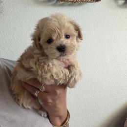 Yellow Male - Apricot male Maltipoo puppy in Southern,, California from Maltipoo Tiny Pups & More