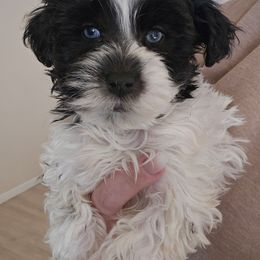 Nelson - Black and white male Schnoodle puppy in Galena, Illinois from Perry's doodles