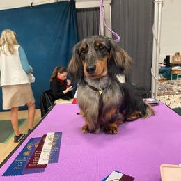 Porcini - Dapple male Dachshund puppy in Federal Way, Washington from TopTeckel Kennels