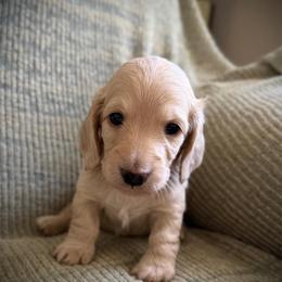 Black Collar Boy - Cream male Dachshund puppy in Descanso, California from Kendaline Kennels