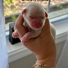 Cockapoo and Cocker Spaniel Puppies from Rome & Reign Farm