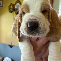 Dutton - Red and white male Basset Hound puppy in Guys Mills, Pennsylvania from Hidden Heart Basset Hounds