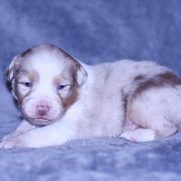 Hans - Red merle male Australian Shepherd puppy in Easton, Missouri from MMA Kennel