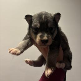 Girl 1 - Black tan and white female Siberian Husky puppy in Pelham, Alabama from Tails & Belles Dog Breeding