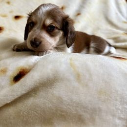 Dune - Chocolate and tan male Dachshund puppy in Nampa, Idaho from 208 Wiener Wiggle Butts LLC