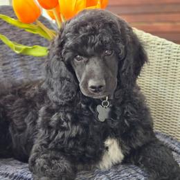 Prince Albert - Black male Poodle puppy in Bauxite, Arkansas from Mountain Ridge Poodles