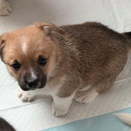 Pembroke Welsh Corgi puppies from Salted Rim Corgis