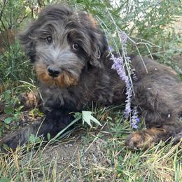 Alaska - female Golden Mountain Doodle puppy in Boise, Idaho from Nesting Dolls