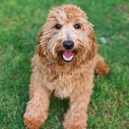 Posey - Cavapoo