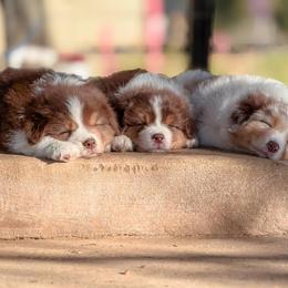 Australian Shepherd Puppies from Crystalbrook Aussies