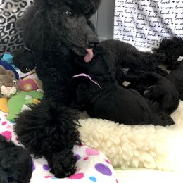 Poodle Puppies from Linden Poodles