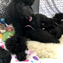 Poodle Puppies from Linden Poodles