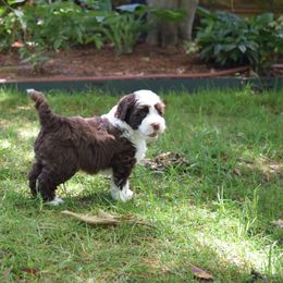Australian Labradoodle Puppies from Australian Heritage Labradoodles