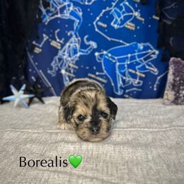 Borealis - Merle male Cockapoo puppy in Placerville, California from Rpuppies