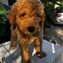 Goldendoodle Puppies from Mini Golden Doodles