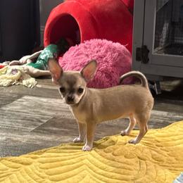 Lyla price: 6,000 - Fawn female Chihuahua puppy in Summerfield, Florida from Uey’s Chihuahuas