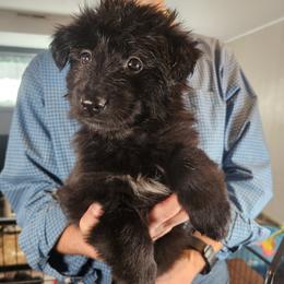 Solace (Yellow collar) - Black female German Shepherd puppy in Columbus, Indiana from Stony Lonesome GSD