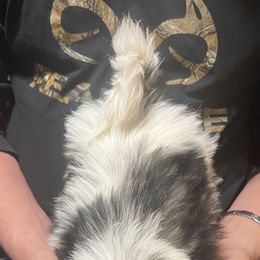 Shih Tzu Puppies from Jessica’s Shih Tzus