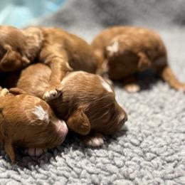 Girl 2 - Apricot female Goldendoodle puppy in Norton, Ohio from Keepsake Doodles