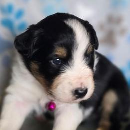 Scarlett - Black tri-color female Australian Shepherd puppy in Russellville, Kentucky from Page Family Homestead