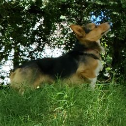 American Corgis and Pembroke Welsh Corgis from Spa City Corgis