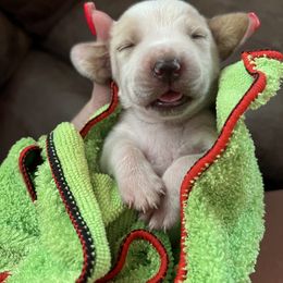 Basset Hound Puppies from Blessed Bassets