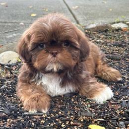 Milo (LAST PUPPY AVAILABLE) - Liver male Shih Tzu puppy in Tennessee from Cutshall Babies