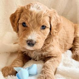 Boy 4 - male Double Doodle puppy in Clarks Hill, South Carolina from Rosie’s Double Doodles